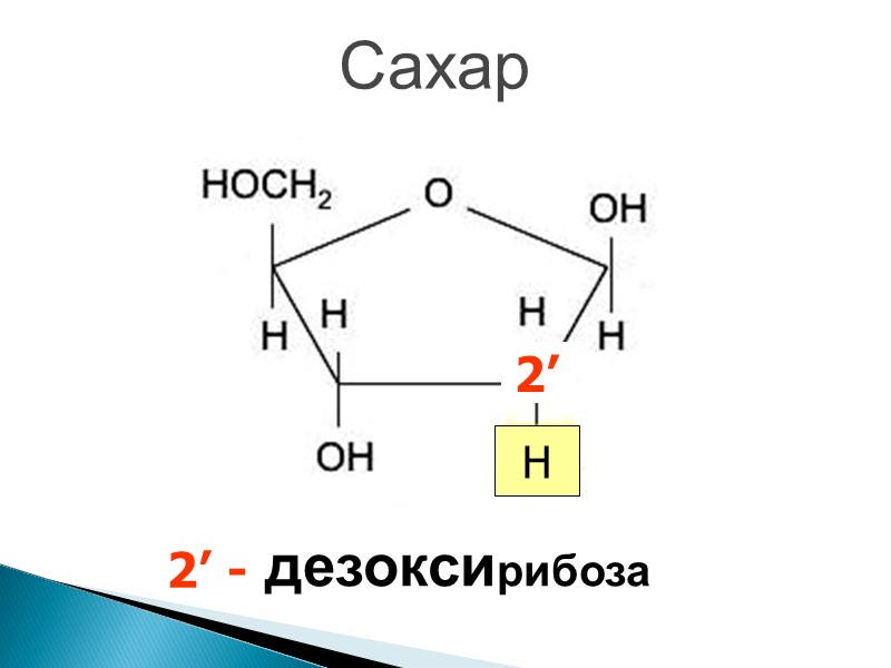 Сахар дезоксирибоза 2’ H 2’ -